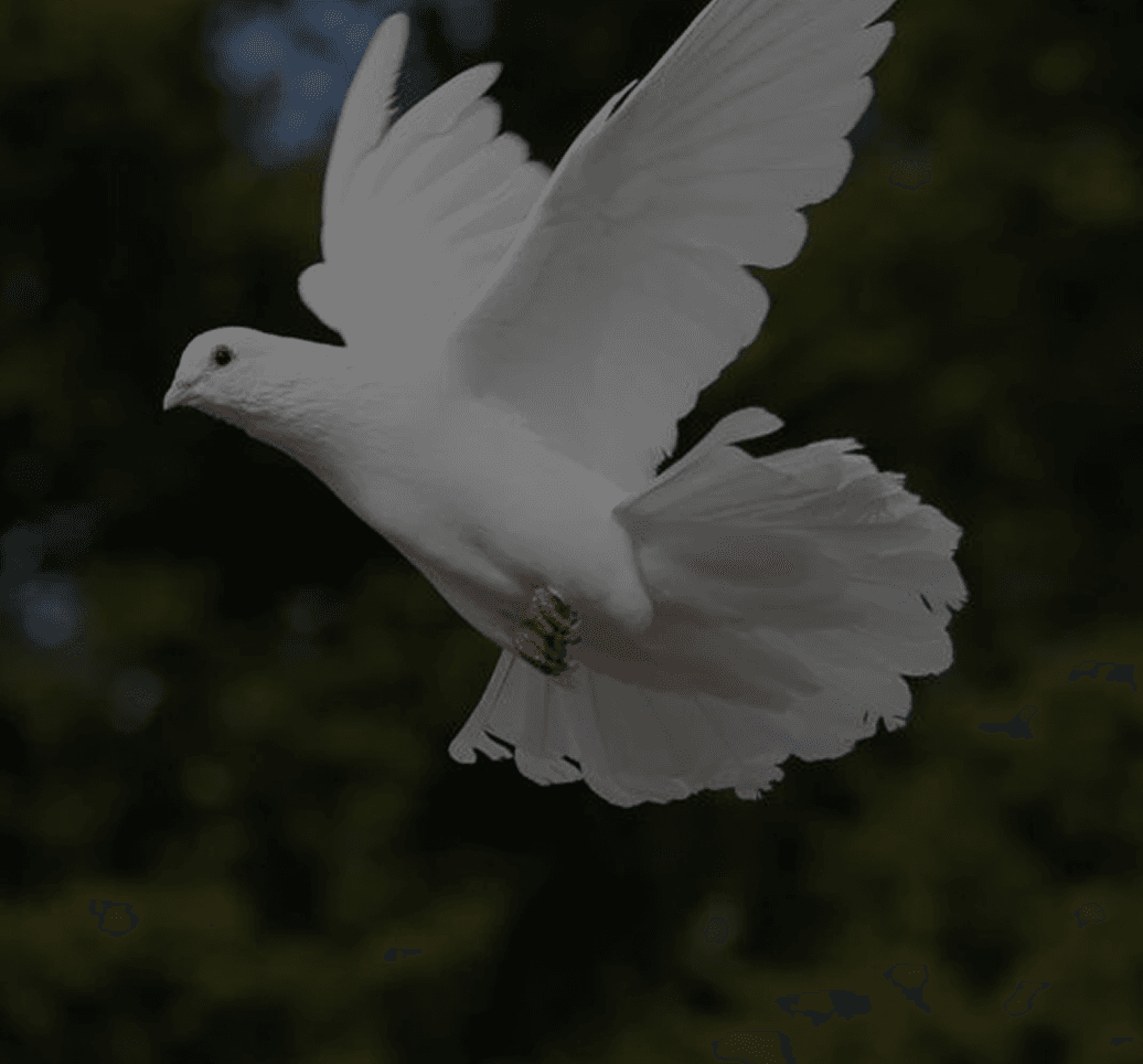 Dove Release